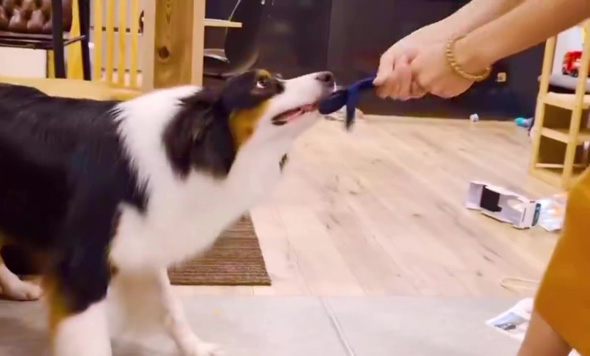 踏ん張るワンコ