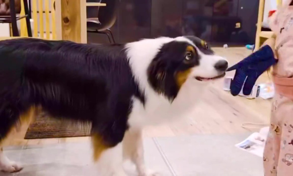 手加減するワンコ