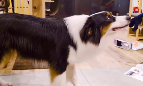 上を見るワンコ