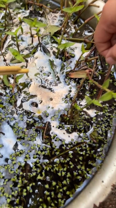 水面に浮いた油に見える鉄バクテリアの被膜