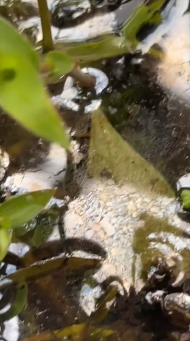 水面に浮いた油に見える鉄バクテリアの被膜