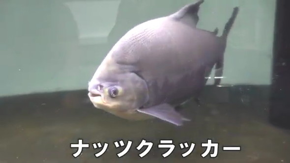 ナッツクラッカーの別名