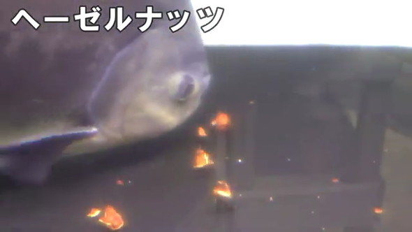 ヘーゼルナッツ