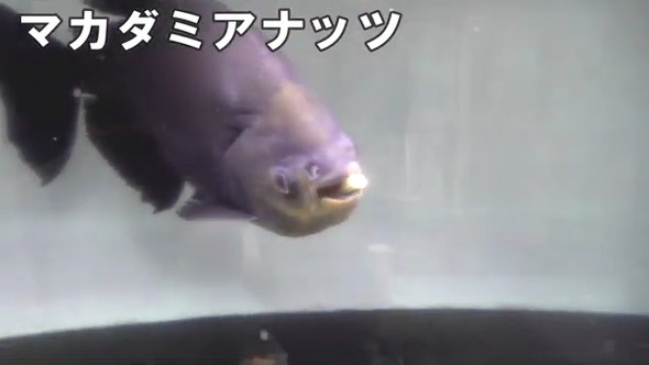 マカダミアを食べる