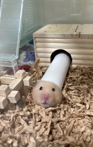 筒に入っているキンクマハムスター