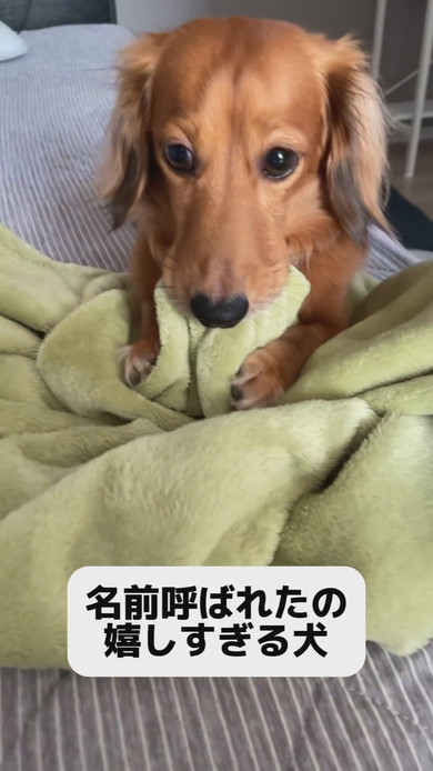 毛布をくわえているカニヘンダックスのワンコ