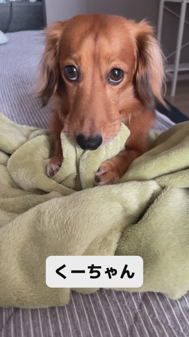 毛布をくわえているカニヘンダックスのワンコ