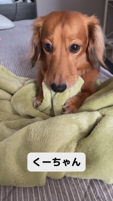 毛布をくわえているカニヘンダックスのワンコ