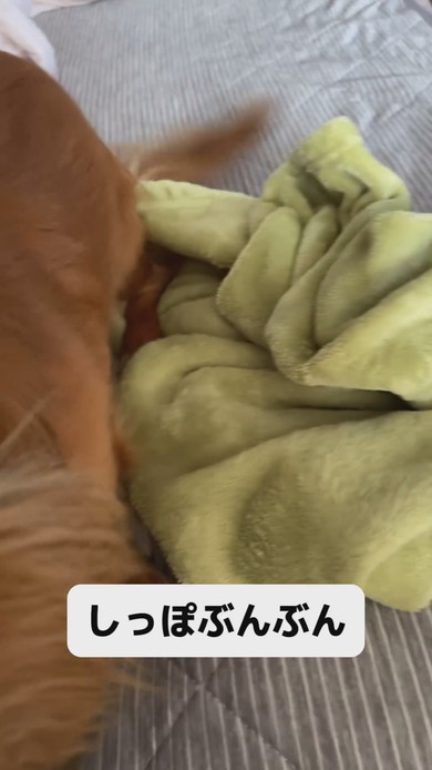 毛布から飛び出すカニヘンダックスのワンコ