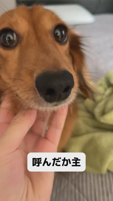 なでられているカニヘンダックスのワンコ