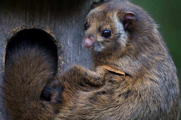 盛岡市動物公園ZOOMO