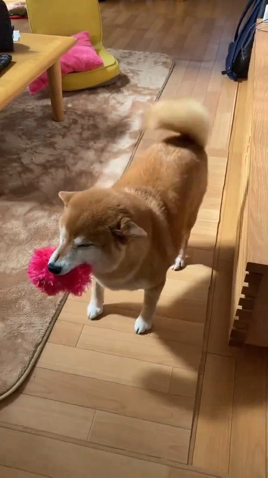 ぬいぐるみをくわえた犬