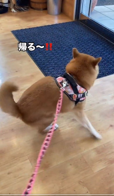 逃げる犬