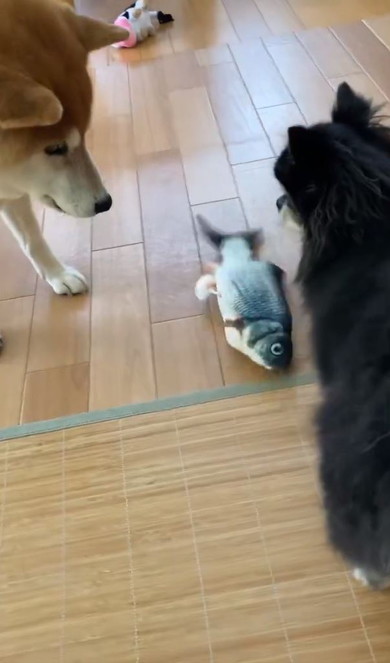 2匹の犬