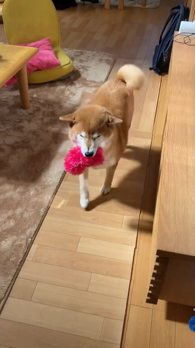 駆け寄る犬