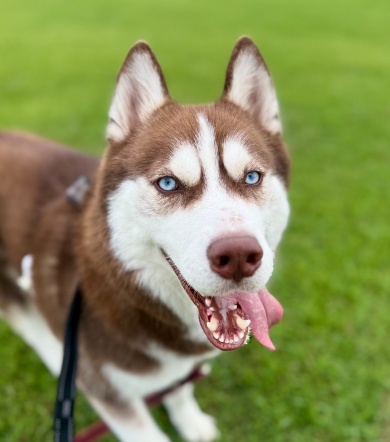 普段の大吉くん