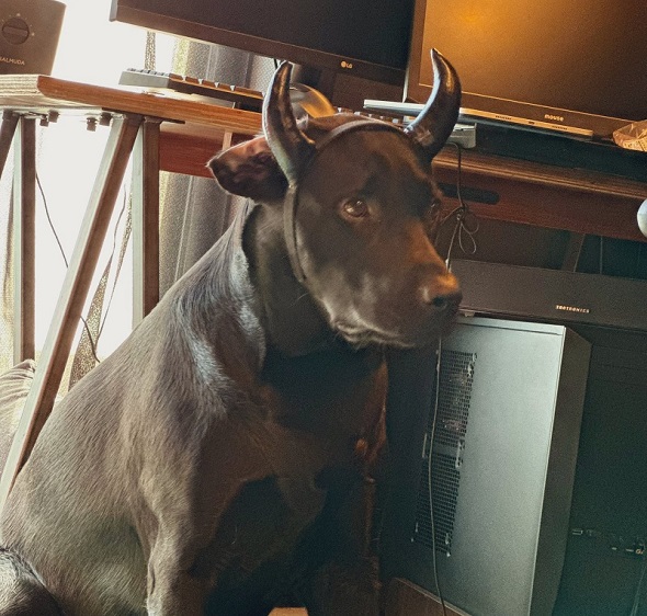 ハロウィーンの仮装をしたら黒毛和牛になってしまったワンコ