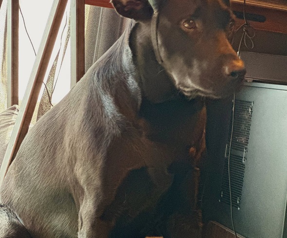 ハロウィーンの仮装をしたら違う生き物になってしまったワンコ