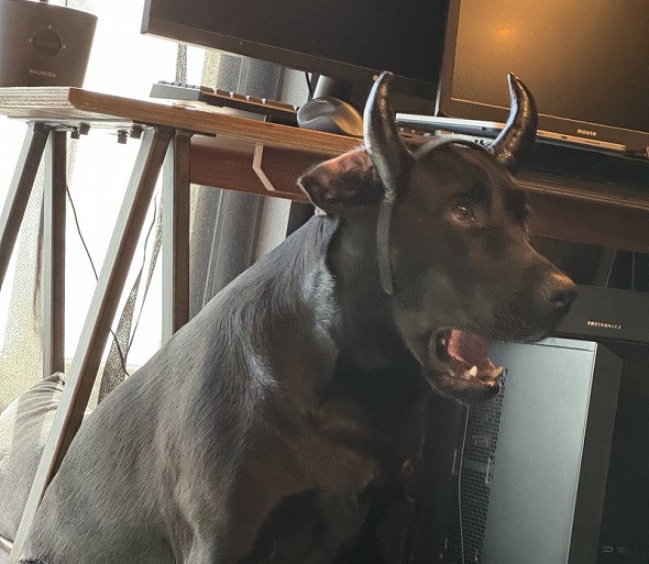 ハロウィーンの仮装をしたら黒毛和牛になってしまったワンコが口を開けた瞬間