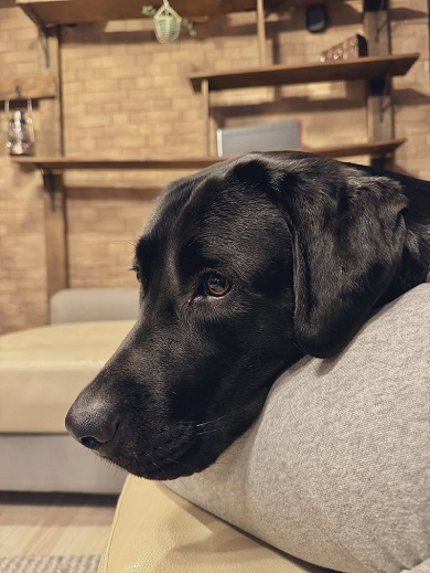 仮装をしたら黒毛和牛化したワンコの普段の姿