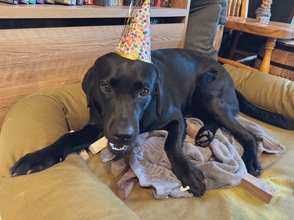 自分の誕生日に向けて帽子をかぶる練習をしているワンコ