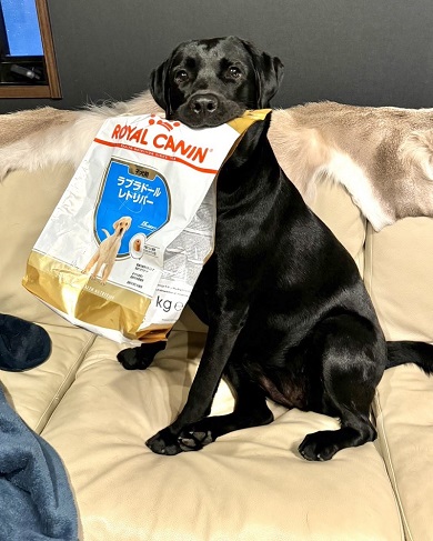 ドッグフードの袋をくわえて目で訴えるワンコ