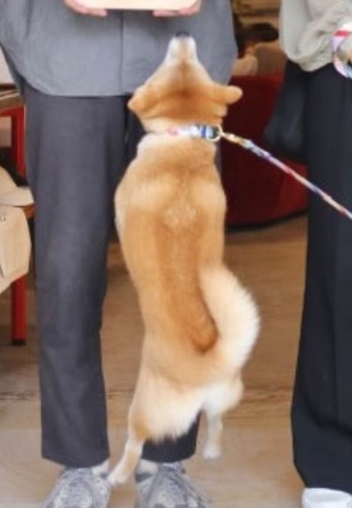 思い切りジャンプするワンコ