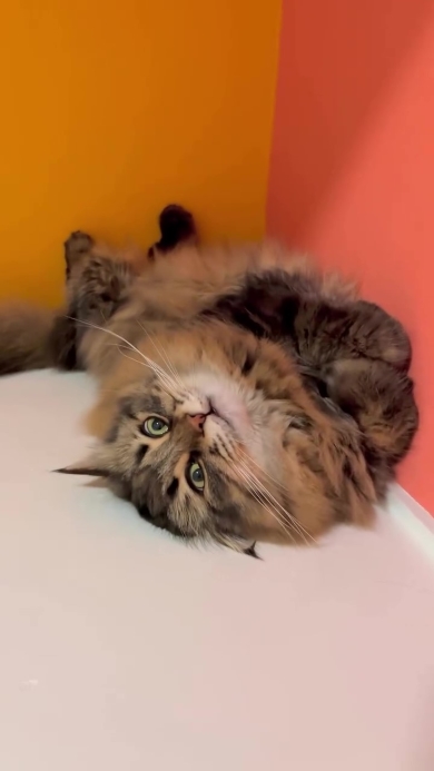 目を開けて眠るニャンコ