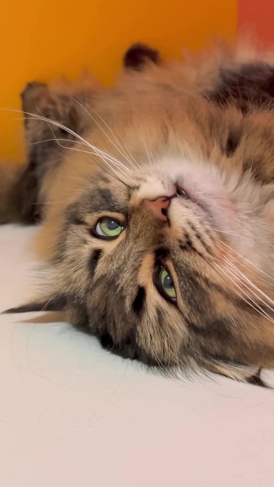 目を開けて眠るニャンコ