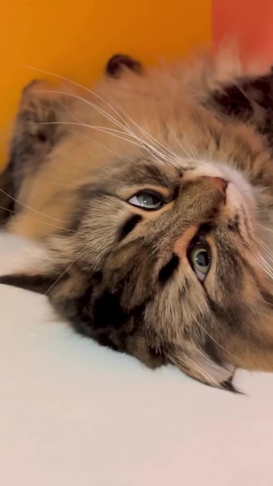 目を開けて眠るニャンコ