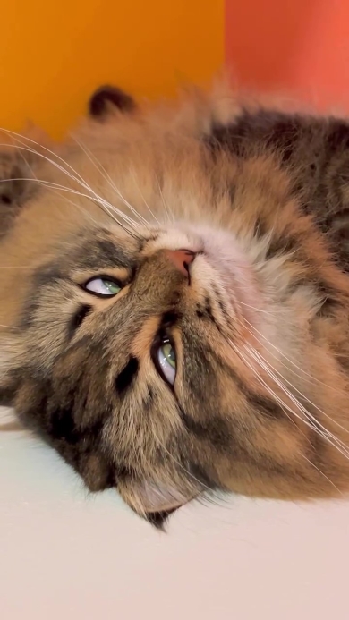 目を開けて眠るニャンコ