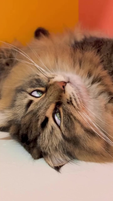 目を開けて眠るニャンコ