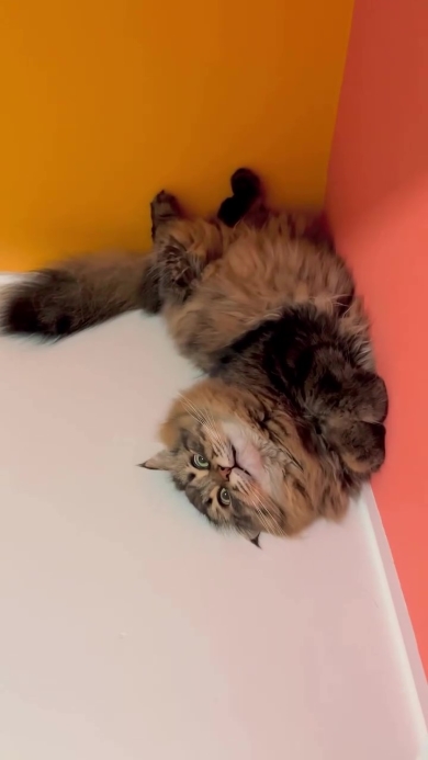 目を開けて眠るニャンコ