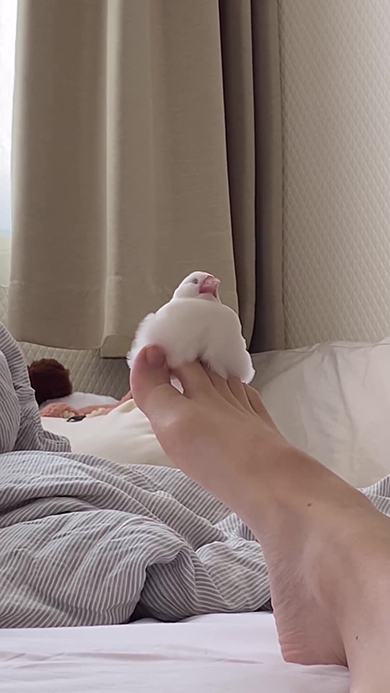 足の上にいる文鳥アップ