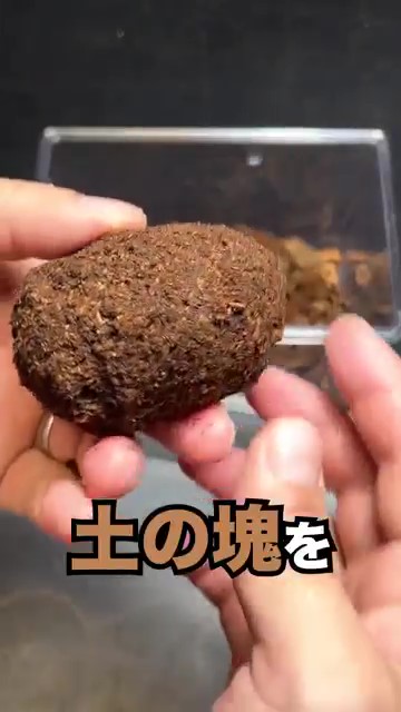 土の塊を