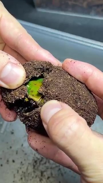 土の塊を割るところ