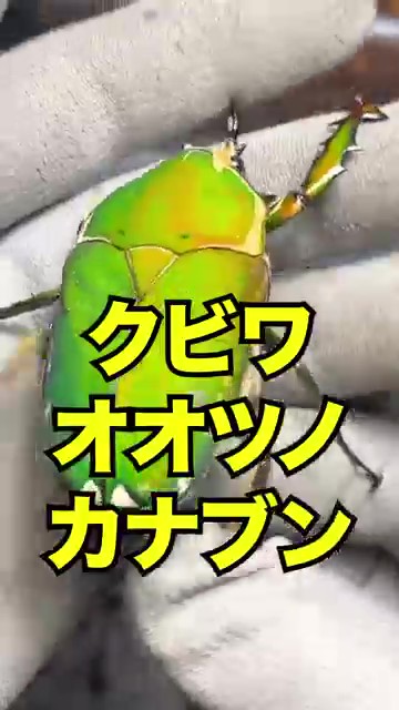 クビワオオツノカナブン