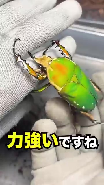 力強いですね