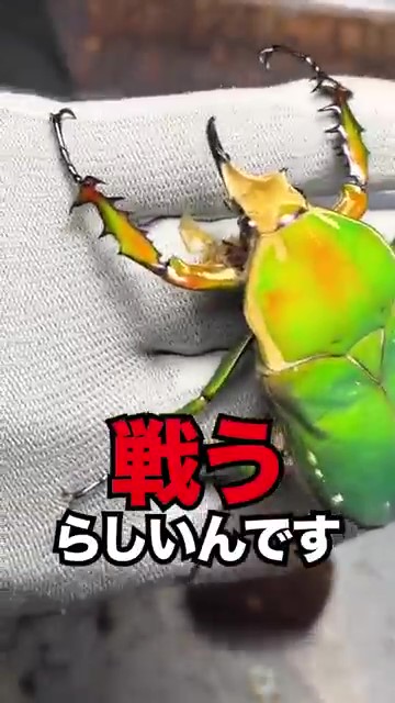 戦うらしいんです