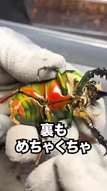 裏もめちゃくちゃ