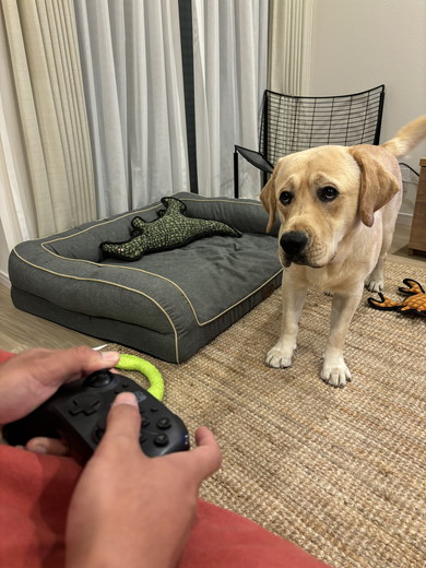 飼い主を見つめるラブラドールレトリバーのワンコ