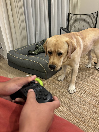 飼い主を見つめるラブラドールレトリバーのワンコ