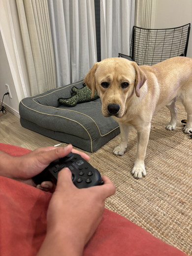 飼い主を見つめるラブラドールレトリバーのワンコ