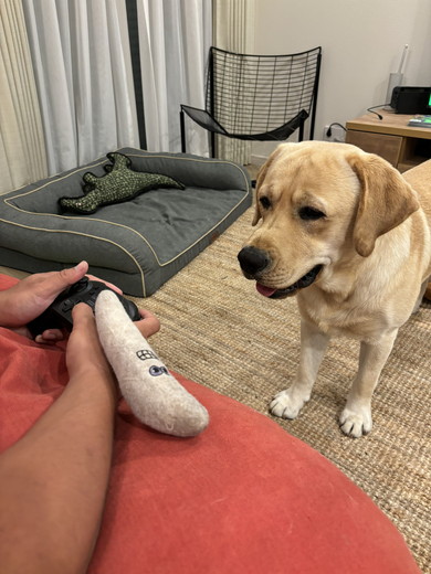 飼い主を見つめるラブラドールレトリバーのワンコ