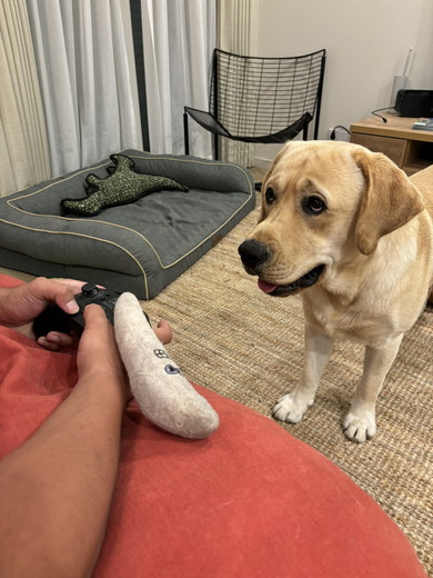 飼い主を見つめるラブラドールレトリバーのワンコ