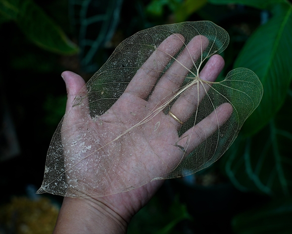 葉脈だけ残ってきれいな葉っぱ