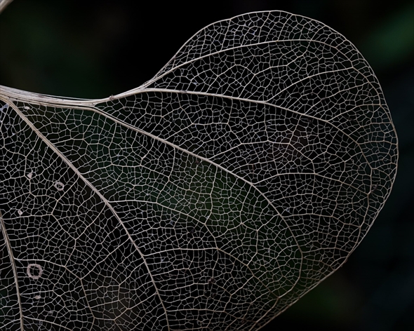 葉脈だけ残ってきれいな葉っぱ