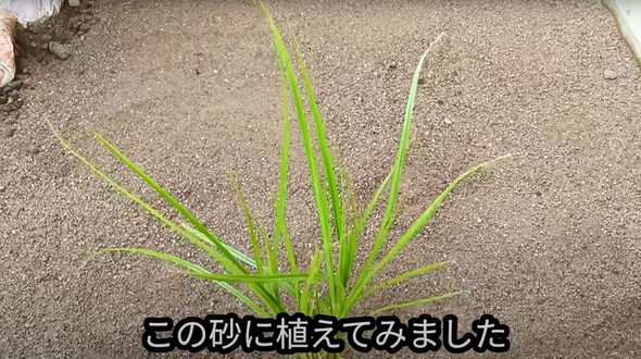 防草できる砂検証