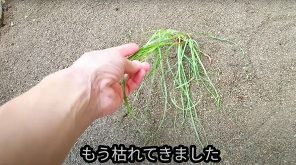 防草できる砂検証