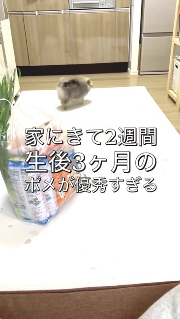 家に来て2週間